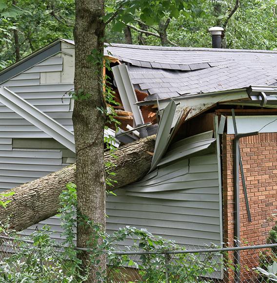 tree fallen on house roof